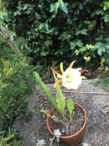 A cactus flower
