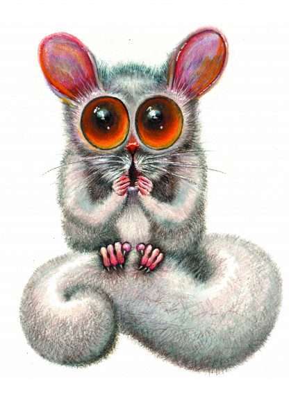 Greybold is a brave baby possum. He had such a fright, all his fur stood on end.